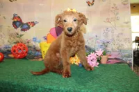 Delilah, a female Goldendoodle for sale in Jacksonville, FL – 3 of 8