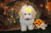 Bella, a female Bichpoo for sale in Jacksonville, FL – 4 of 5