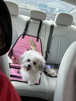 Khloe, a female Maltese for sale in Kansas City, KS – 2 of 3