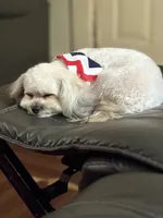 Khloe, a female Maltese for sale in Kansas City, KS – 1 of 3