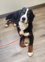 Sawyer, a male Bernese Mountain Dog for sale in Auburn, IN – 2 of 2