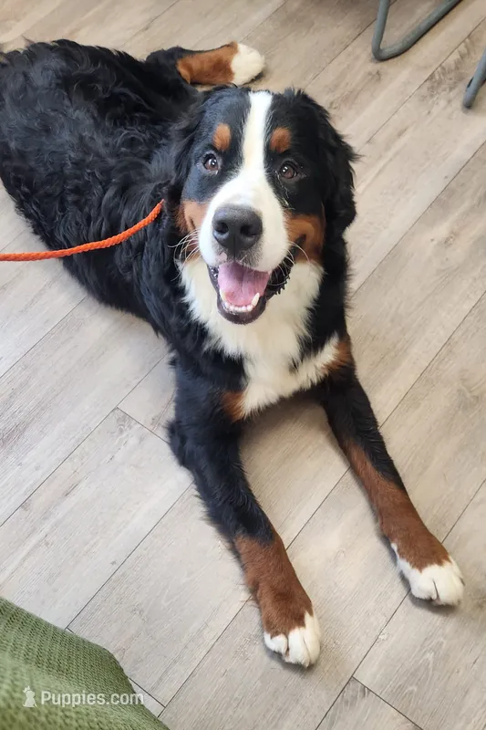 Sawyer – Bernese Mountain Dog puppy for sale in Auburn, IN