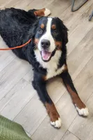 Sawyer, a male Bernese Mountain Dog for sale in Auburn, IN – 1 of 2