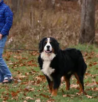 Conley, a male Bernese Mountain Dog for sale in Auburn, IN – Photo 1 of 2