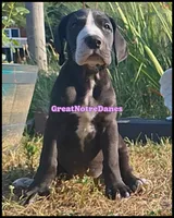 Eclipse, a female Great Dane for sale in Lansing, MI – 3 of 4