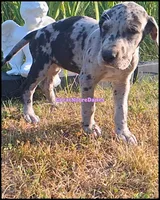 Emily, a female Great Dane for sale in Lansing, MI – 2 of 4