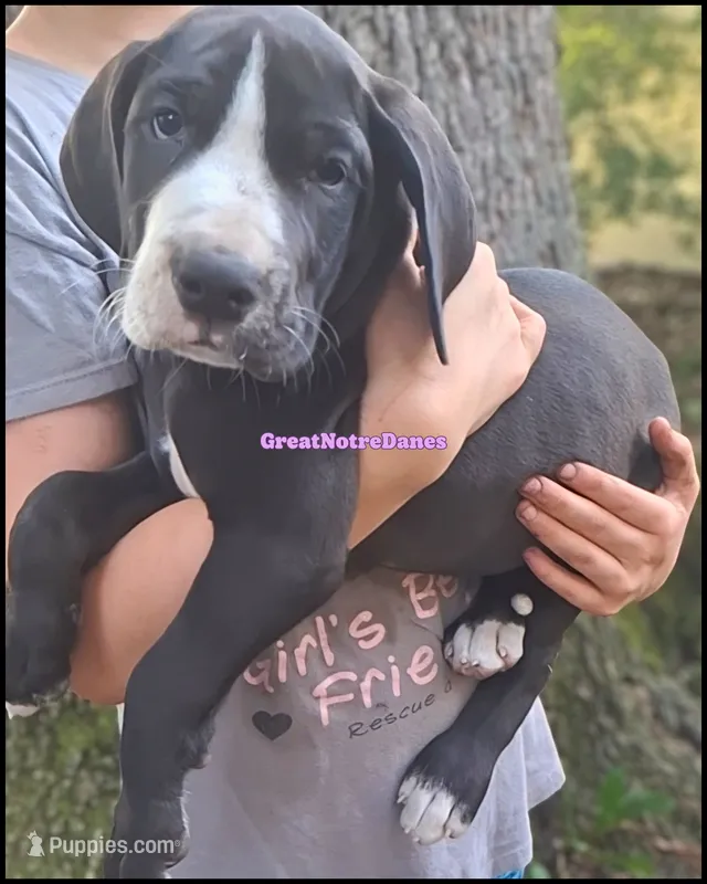 Eclipse – Great Dane puppy for sale in Lansing, MI