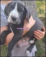 Eclipse, a female Great Dane for sale in Lansing, MI – 1 of 4