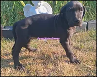 Echo, a female Great Dane for sale in Lansing, MI – 4 of 4
