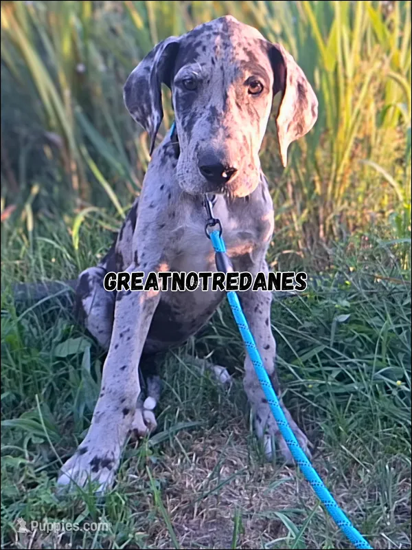 Emily – Great Dane puppy for sale in Lansing, MI