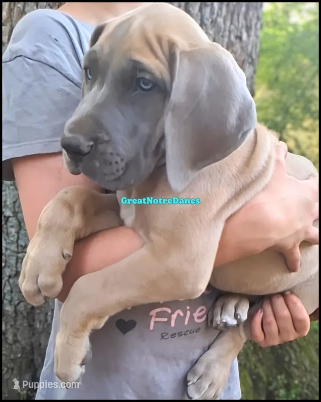 Ed-Sheeran  – Great Dane puppy for sale in Lansing, MI