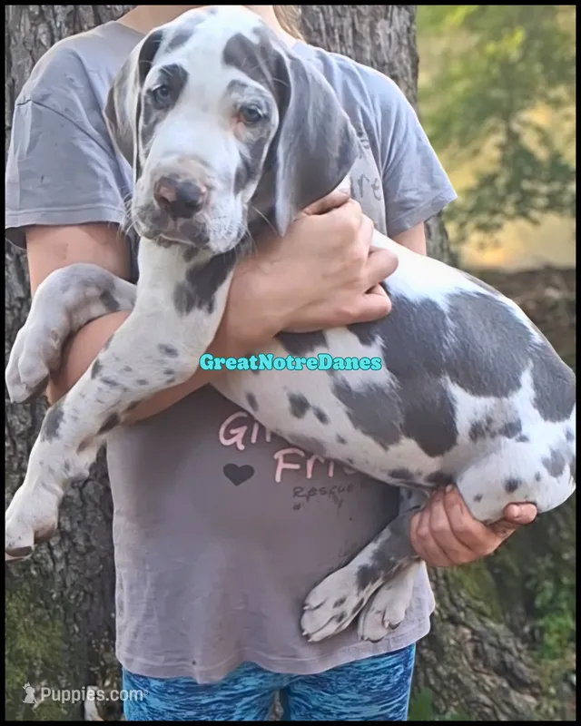 Elvis – Great Dane puppy for sale in Lansing, MI