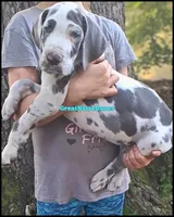 Elvis, a male Great Dane for sale in Lansing, MI – 1 of 4