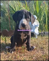 Eclipse, a female Great Dane for sale in Lansing, MI – 2 of 4