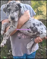 Emily, a female Great Dane for sale in Lansing, MI – 1 of 4