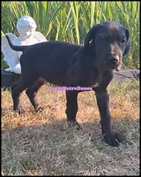 Echo, a female Great Dane for sale in Lansing, MI – 3 of 4