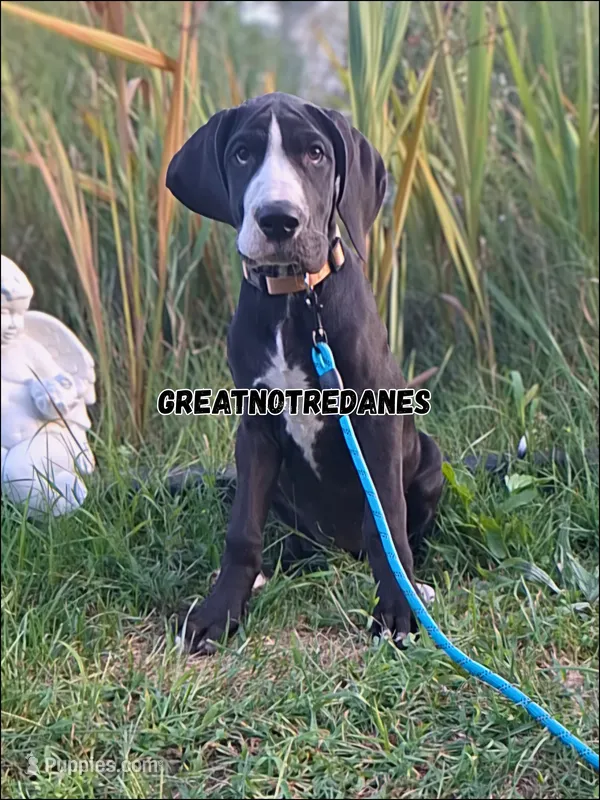 Eclipse – Great Dane puppy for sale in Lansing, MI