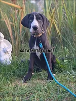 Eclipse, a female Great Dane for sale in Lansing, MI – 1 of 7