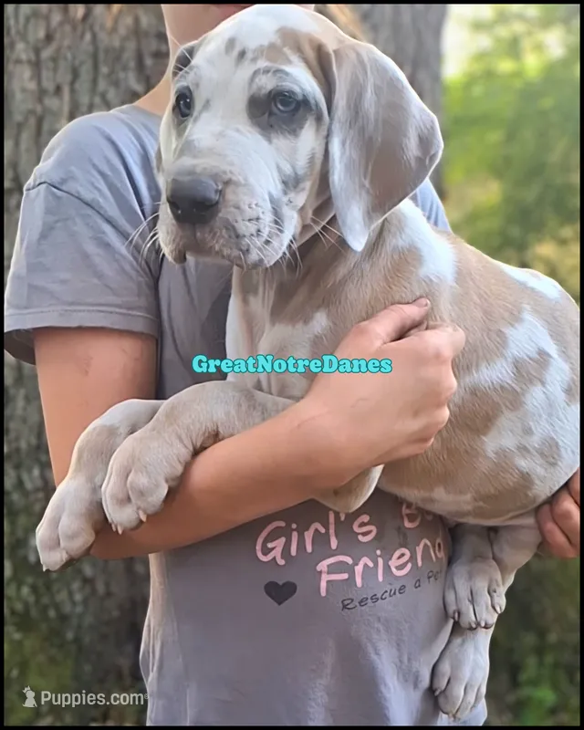 Elton – Great Dane puppy for sale in Lansing, MI