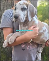 Elton, a male Great Dane for sale in Lansing, MI – 1 of 4