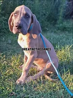 Ed-Sheeran , a male Great Dane for sale in Lansing, MI – 2 of 7