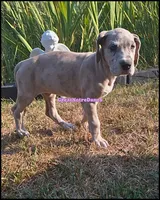 Evie, a female Great Dane for sale in Lansing, MI – 4 of 4