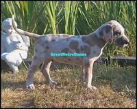 Elton, a male Great Dane for sale in Lansing, MI – 4 of 4