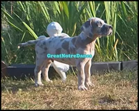 Elton, a male Great Dane for sale in Lansing, MI – 3 of 4