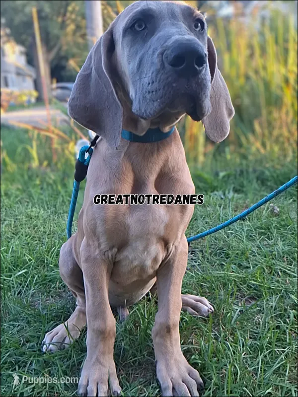 Ed-Sheeran  – Great Dane puppy for sale in Lansing, MI