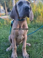 Ed-Sheeran , a male Great Dane for sale in Lansing, MI – 1 of 7