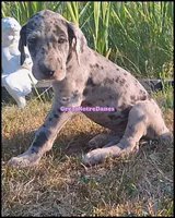 Emily, a female Great Dane for sale in Lansing, MI – 3 of 4