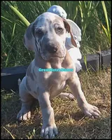 Elton, a male Great Dane for sale in Lansing, MI – 2 of 4
