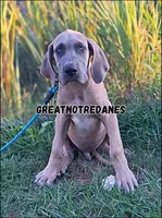 Ed-Sheeran , a male Great Dane for sale in Lansing, MI – 3 of 7