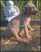 Ed-Sheeran , a male Great Dane for sale in Lansing, MI – 4 of 4