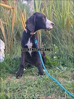 Eclipse, a female Great Dane for sale in Lansing, MI – 2 of 7