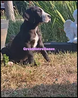Eclipse, a female Great Dane for sale in Lansing, MI – 4 of 4