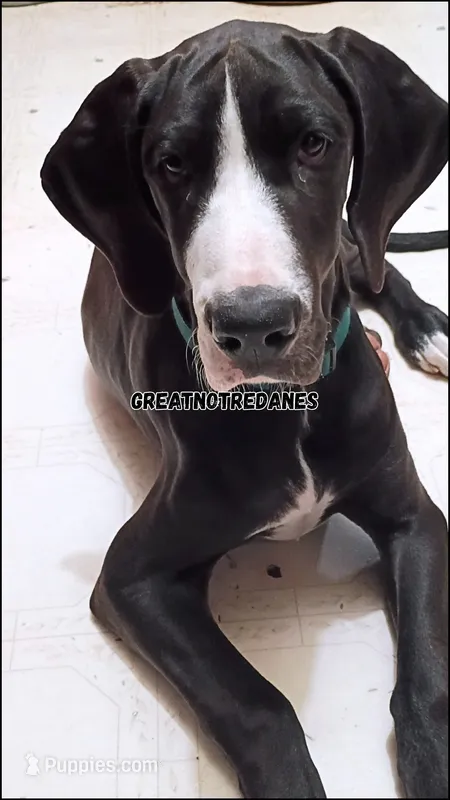 Eclipse – Great Dane puppy for sale in Lansing, MI