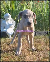 Evie, a female Great Dane for sale in Lansing, MI – 3 of 4