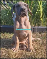 Ed-Sheeran , a male Great Dane for sale in Lansing, MI – 2 of 4