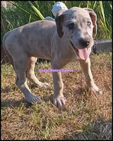 Evie, a female Great Dane for sale in Lansing, MI – 2 of 4