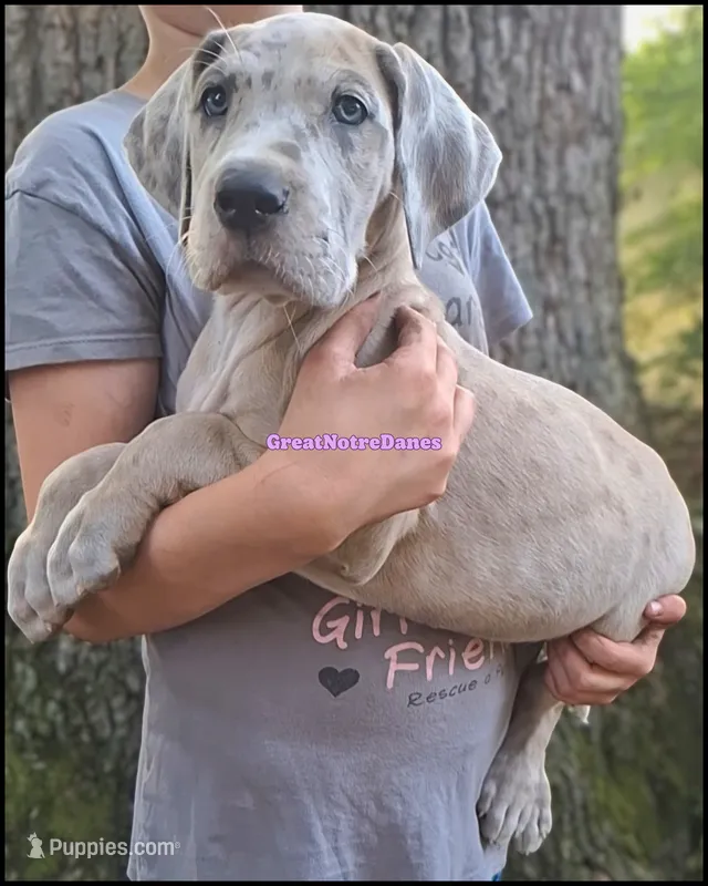 Evie – Great Dane puppy for sale in Lansing, MI