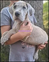 Evie, a female Great Dane for sale in Lansing, MI – 1 of 4