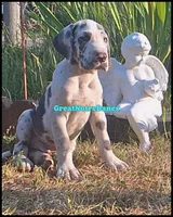 Elvis, a male Great Dane for sale in Lansing, MI – 2 of 4
