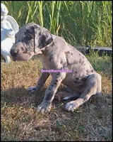 Emily, a female Great Dane for sale in Lansing, MI – 4 of 4