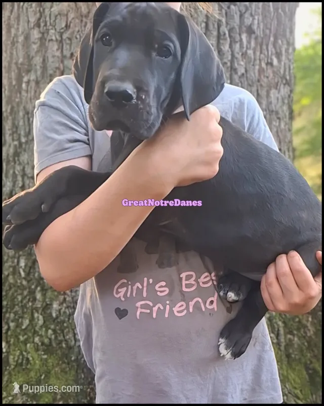 Echo – Great Dane puppy for sale in Lansing, MI