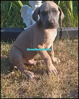 Ed-Sheeran , a male Great Dane for sale in Lansing, MI – 3 of 4