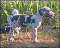 Elvis, a male Great Dane for sale in Lansing, MI – 4 of 4
