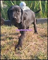 Echo, a female Great Dane for sale in Lansing, MI – 2 of 4