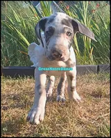 Elvis, a male Great Dane for sale in Lansing, MI – 3 of 4
