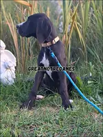 Eclipse, a female Great Dane for sale in Lansing, MI – 3 of 7